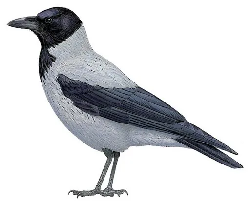 Hooded Crow